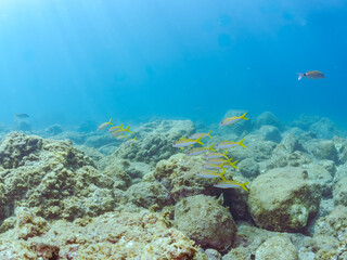 美しいアカヒメジ（ヒメジ科）他の群れ。
英名学名：Yellowfin goatfish (Mulloidichthys vanicolensis),.
静岡県伊豆半島賀茂郡南伊豆町中木ヒリゾ浜2024年
