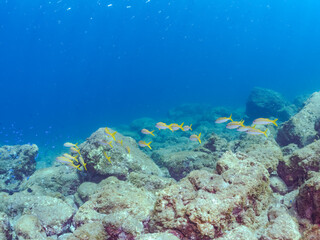 美しいアカヒメジ（ヒメジ科）他の群れ。
英名学名：Yellowfin goatfish (Mulloidichthys vanicolensis),.
静岡県伊豆半島賀茂郡南伊豆町中木ヒリゾ浜2024年
