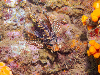 広げた羽根が美しいキリンミノ（フサカサゴ科）。
英名学名：Zebra turkeyfish (Dendrochirus zebra)
静岡県伊豆半島賀茂郡南伊豆町中木ヒリゾ浜2024年
