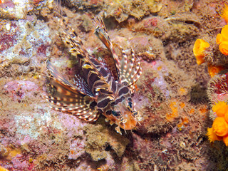 広げた羽根が美しいキリンミノ（フサカサゴ科）。
英名学名：Zebra turkeyfish (Dendrochirus zebra)
静岡県伊豆半島賀茂郡南伊豆町中木ヒリゾ浜2024年
