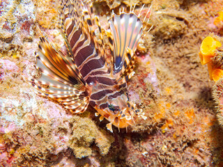 広げた羽根が美しいキリンミノ（フサカサゴ科）。
英名学名：Zebra turkeyfish (Dendrochirus zebra)
静岡県伊豆半島賀茂郡南伊豆町中木ヒリゾ浜2024年
