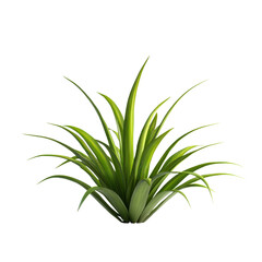 Fototapeta premium Modern indoor plant isolated PNG