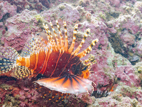 広げた羽根が美しいキリンミノ（フサカサゴ科）。
英名学名：Zebra turkeyfish (Dendrochirus zebra)
静岡県伊豆半島賀茂郡南伊豆町中木ヒリゾ浜2024年
