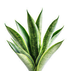 Obraz premium Modern indoor plant isolated PNG