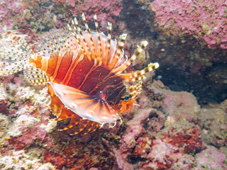 広げた羽根が美しいキリンミノ（フサカサゴ科）。
英名学名：Zebra turkeyfish (Dendrochirus zebra)
静岡県伊豆半島賀茂郡南伊豆町中木ヒリゾ浜2024年
