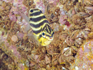 可愛いカゴカキダイ（カゴカキダイ科）の幼魚。
英名学名：Stripey (Microcanthus strigatus)
静岡県伊豆半島賀茂郡南伊豆町中木ヒリゾ浜2024年
