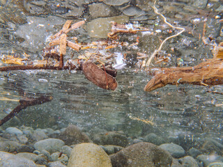 水面を漂う、完璧な擬態をしているマツダイ（マツダイ科）。 英名学名：Tripletail, Pacific tripletail, Lobotes surinamensis 静岡県伊豆半島賀茂郡南伊豆町中木ヒリゾ浜2024年 