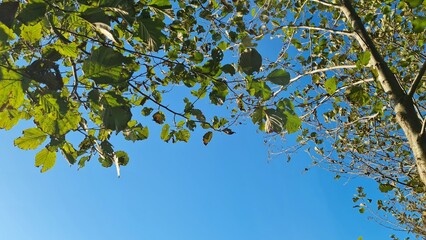 Bright green tree leaves sway in the wind against the blue sky