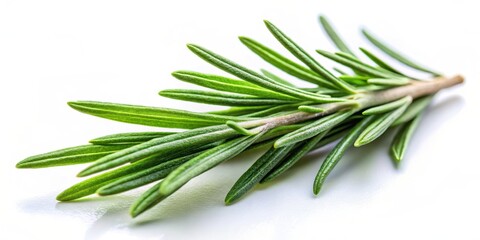 Fototapeta premium A sprig of rosemary with delicate, needle-like leaves, showcasing its vibrant green hue and fresh aroma