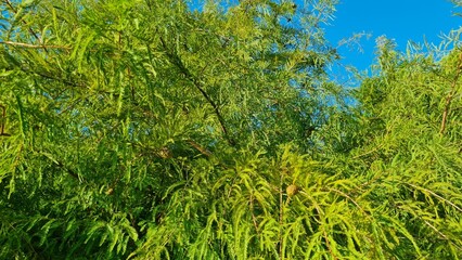 Bright green tree leaves sway in the wind against the blue sky