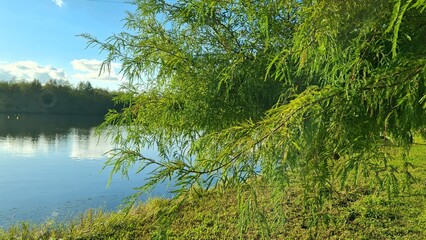 A green lush tree near the lake, its branches swaying in the wind