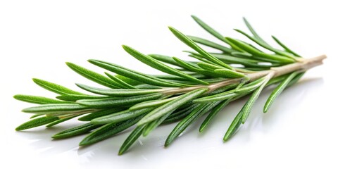 Fototapeta premium A sprig of fresh rosemary with vibrant green leaves isolated on a clean white background.