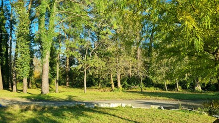 Path in a botanical garden, trees with bright yellow and green leaves grow along the edges