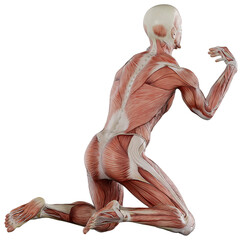 male muscle body exercise person with transparent background