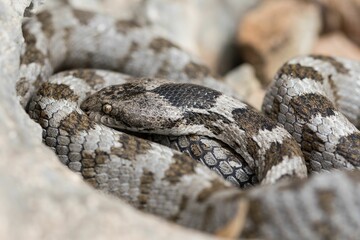 A detail shot of European Cat snake (Telescopus fallax) or Soosan Snake, on the island of Malta.