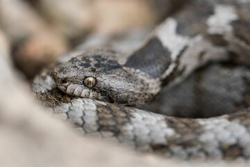 A detail shot of European Cat snake (Telescopus fallax) or Soosan Snake, on the island of Malta.