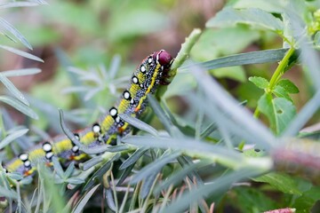 Maltese Spurge Hawkmoth Caterpillar (Hyles sammuti) in larva stage, eating spurge plant leaves.