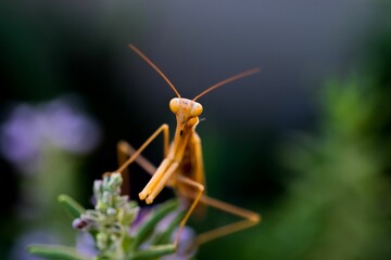 A large brown European Mantis, Mantis religiosa, waiting for its prey on a rosemary plant in Malta.
