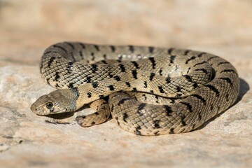 An Algerian Whip Snake, Hemorrhois algirus, found on the Island of Malta, there known as Serp A