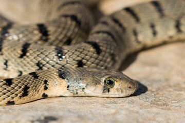 An Algerian Whip Snake, Hemorrhois algirus, found on the Island of Malta, there known as Serp A