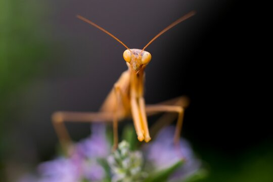 A large brown European Mantis, Mantis religiosa, waiting for its prey on a rosemary plant in Malta.