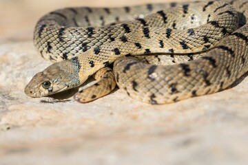 An Algerian Whip Snake, Hemorrhois algirus, found on the Island of Malta, there known as Serp Ahdar