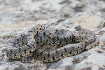 An Algerian Whip Snake, Hemorrhois algirus, found on the Island of Malta, there kno