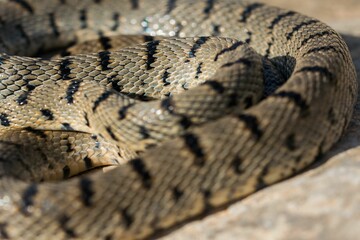 An Algerian Whip Snake, Hemorrhois algirus, found on the Island of Malta, there kno