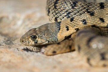 An Algerian Whip Snake, Hemorrhois algirus, found on the Island of Malta, there known as Serp Ahdar