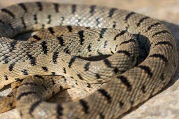 An Algerian Whip Snake, Hemorrhois algirus, found on the Island of Malta, there known as Serp Ahdar