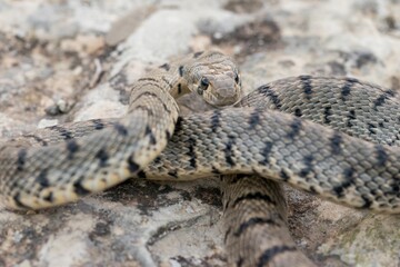 An Algerian Whip Snake, Hemorrhois algirus, found on the Island of Malta, there kno