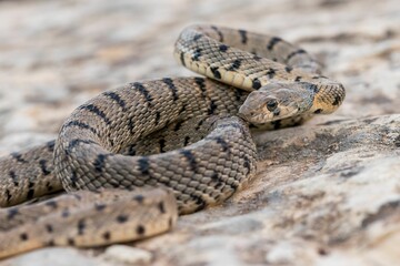 An Algerian Whip Snake, Hemorrhois algirus, found on the Island of Malta, there kno