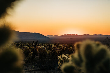 Glowing desert sunset over mountains with soft-focus cacti