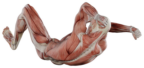 male muscle body exercise person with transparent background