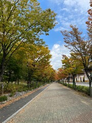 Fototapeta premium The beauty of Korean streets in late autumn