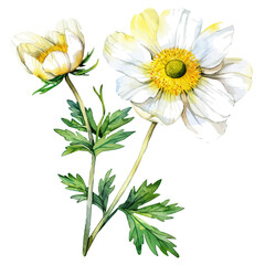 Watercolor painting of adonis flower, isolated on a white background, and adonis flower vector