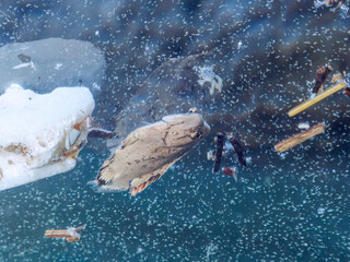 Fototapeta premium 水面を漂う、完璧な擬態をしているマツダイ（マツダイ科）。 英名学名：Tripletail, Pacific tripletail, Lobotes surinamensis 静岡県伊豆半島賀茂郡南伊豆町中木ヒリゾ浜2024年 