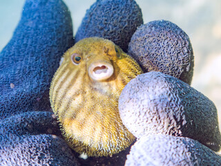 膨らむ
可愛いサザナミフグ（フグ目）の幼魚。
英名学名：White-spotted...
