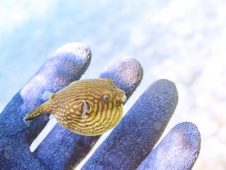 膨らむ
可愛いサザナミフグ（フグ目）の幼魚。
英名学名：White-spotted...