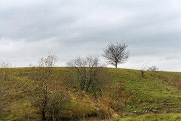 Fototapeta premium Autumn trees without leaves on a field and on a hill with green and orange grass. Cloudy sky in the background