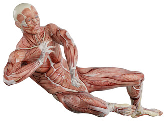 male muscle body exercise person with transparent background