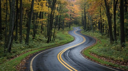 Obraz premium Winding road through lush forest in the sunlight