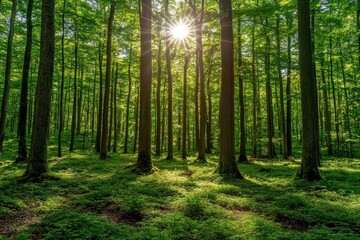 Fototapeta premium Sunlight shining through trees in green forest