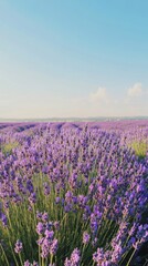 A vibrant lavender field under a clear blue sky, showcasing nature's beauty and tranquility.