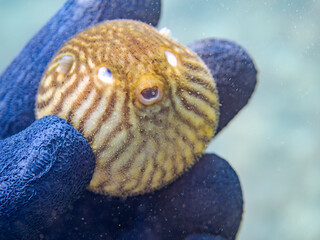 膨らむ
可愛いサザナミフグ（フグ目）の幼魚。
英名学名：White-spotted...