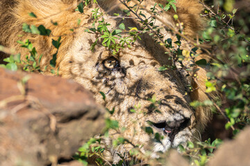 A close up view of a majestic lion laying comfortably on the ground