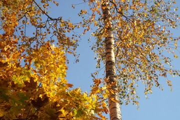Fototapeta premium Color photo of maple and birch trees in autumn forest. Fragment of autumn trees