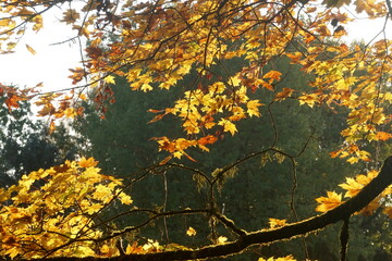 Color photo of maple and birch trees in autumn forest. Fragment of autumn trees