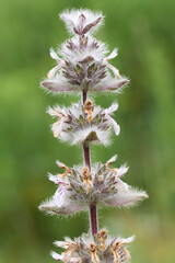 Woolly hedgenettle (Stachys byzantina), a beautiful wild flower
