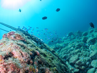 岩場に集まる、美しいソラスズメダイ、ナガサキスズメダイ（スズメダイ科）他の群れ。
英名学名：Heavenly Damselfish (Pomacentrus coelestis)
Nagasaki damselfish, Pomacentrus nagasakiensis
静岡県伊豆半島賀茂郡南伊豆町中木ヒリゾ浜2024年
